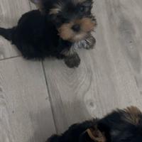 Yorkshire terrier femminuccia dolcissima