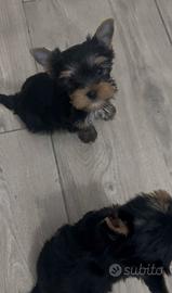 Yorkshire terrier femminuccia dolcissima