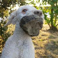 Cani da tartufo Lagotto Romagnolo