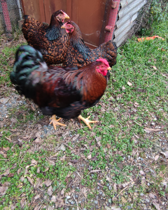 Galline
