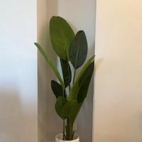 pianta finta banano 160cm