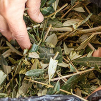 Pacciamatura di olivo - decora, concima, antierba