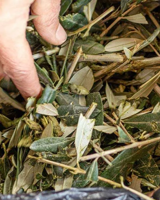 Pacciamatura di olivo - decora, concima, antierba
