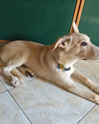 Cucciolo meticcio di labrador
