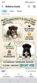 Cuccioli Akita inu