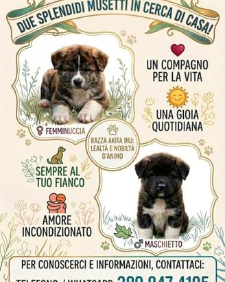 Cuccioli Akita inu