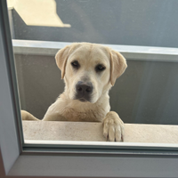 Labrador