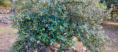 Terreno con uliveti