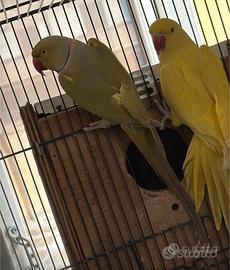 Coppia parrocchetti dal collare mutati