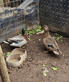 Coppia anatre germani