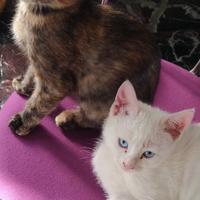 Gattine adottabili INSIEME