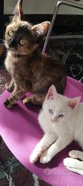 Gattine adottabili INSIEME