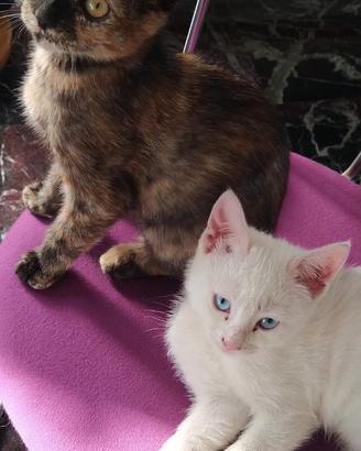 Gattine adottabili INSIEME