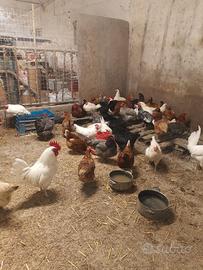 Galline e altro