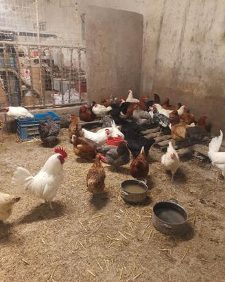 Galline e altro