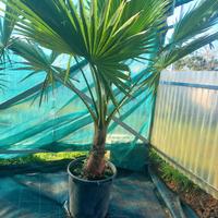 palma americana washingtonia