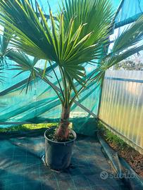 palma americana washingtonia