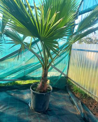 palma americana washingtonia