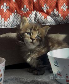 Cuccioli Maine Coon con Pedigree