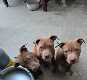 Cuccioli pitbull red nose