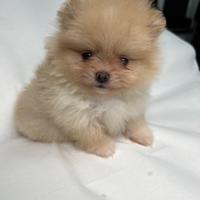 Spitz tedesco nano , volpino di Pomerania