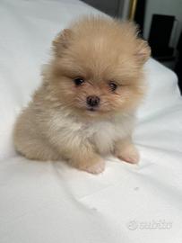 Spitz tedesco nano , volpino di Pomerania