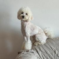 Barboncino nano / medio