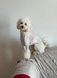 Barboncino nano / medio