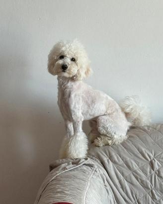 Barboncino nano / medio