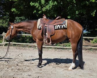 Cavallo