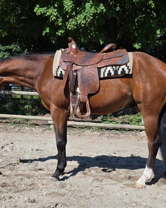 Cavallo