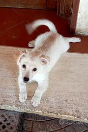 cuccioli taglia piccola