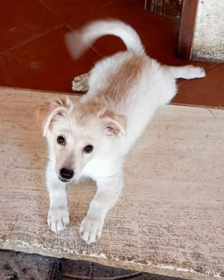 cuccioli taglia piccola