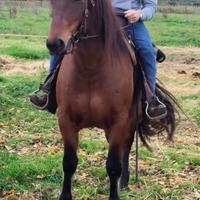 Cavallo del Catria