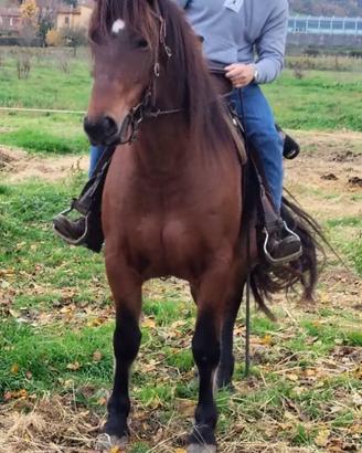 Cavallo del Catria