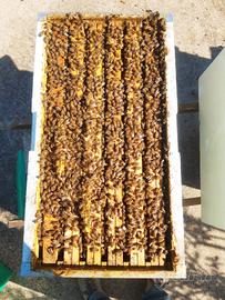 2 nuclei di Api - Regine 2025 (Ligustica)