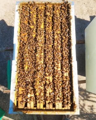 2 nuclei di Api - Regine 2025 (Ligustica)