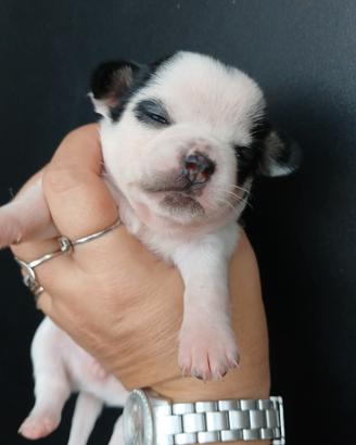 Chihuahua linea russa