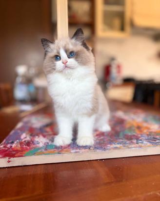 Cucciola Ragdoll con pedigree
