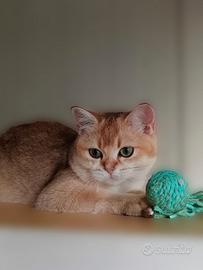 British short-hair oro