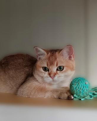 British short-hair oro