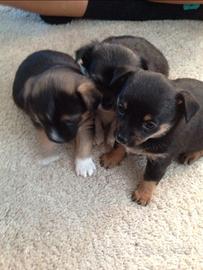 Maltese Toy e chihuahua Toy mini