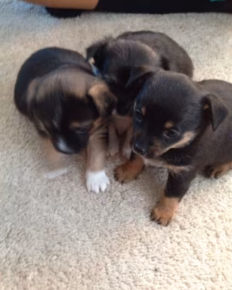 Maltese Toy e chihuahua Toy mini