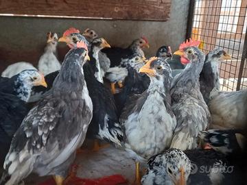 Galline razza ancona gallo + gallina