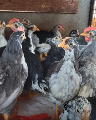 Galline razza ancona gallo + gallina