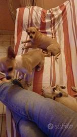 Chihuahua uno spettacolo veramente