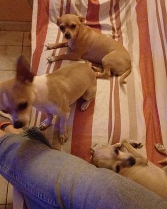 Chihuahua uno spettacolo veramente