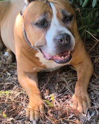 Cucciola Amstaff massimo 3 mesi