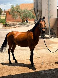 Cavallo purosangue