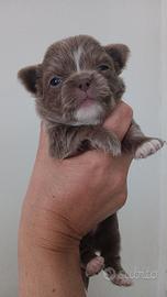 Chihuahua 